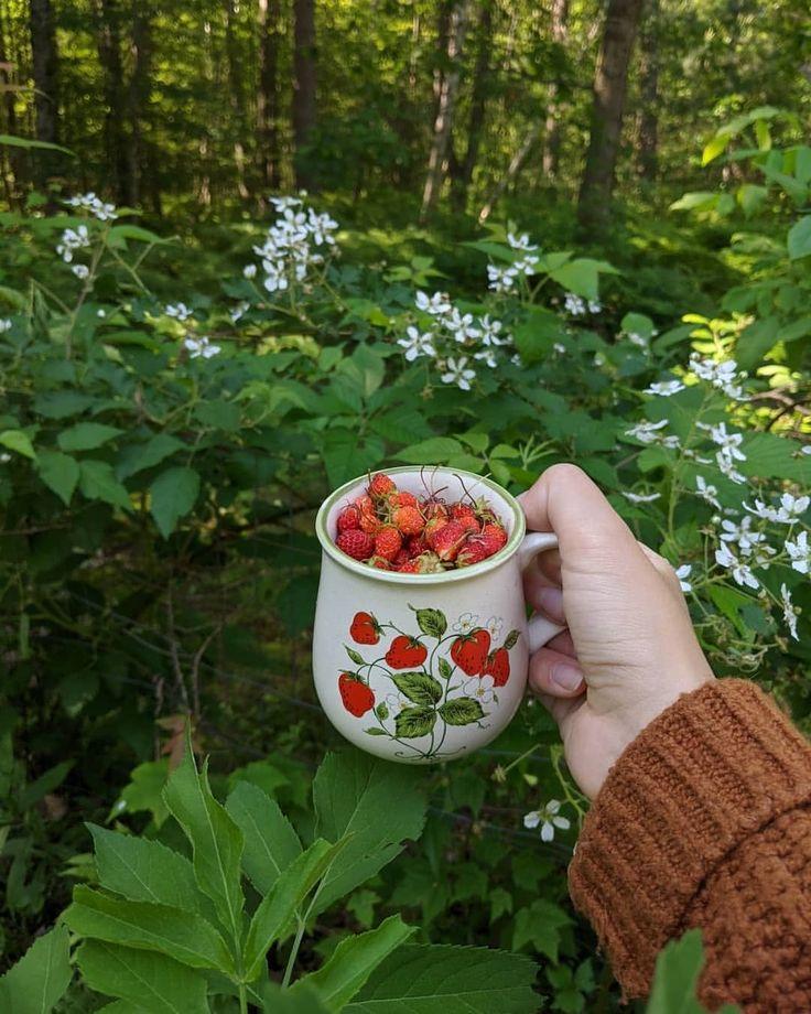 Berry Bounty: Freshness in Every Basket